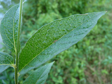 Feuilles lancéolées opposées ou verticillées par 3 à 5 et dotées d'un court pétiole. Agrandir dans une nouvelle fenêtre (ou onglet)